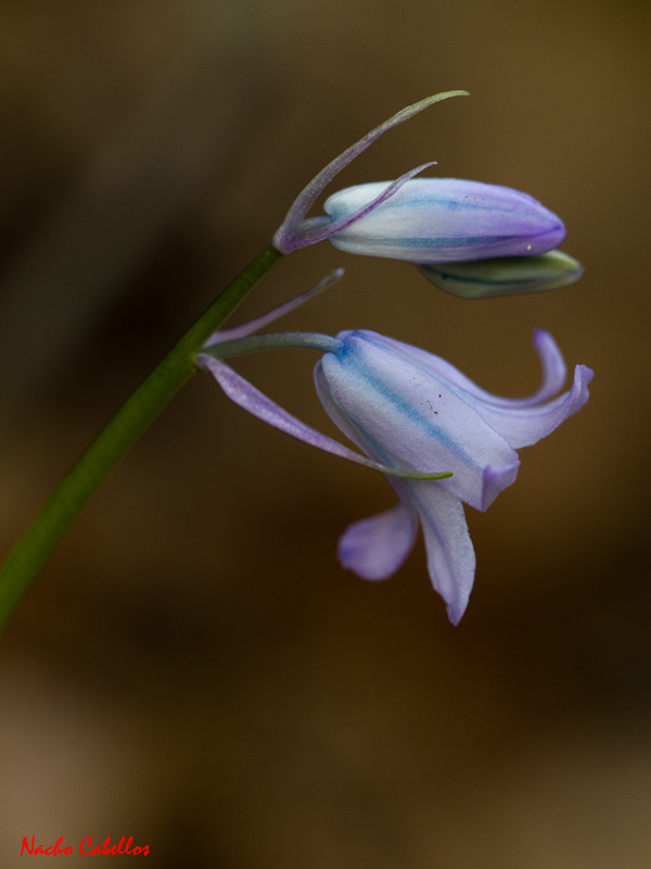 Arroyo Robledo. Fuencaliente. Abril 2011.