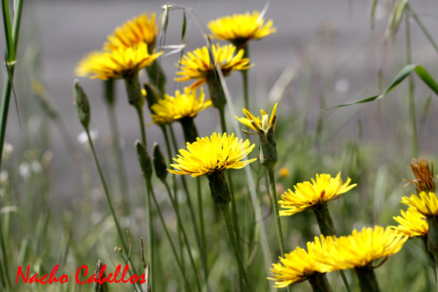 Los Pinos. Puertollano. Mayo 2010.