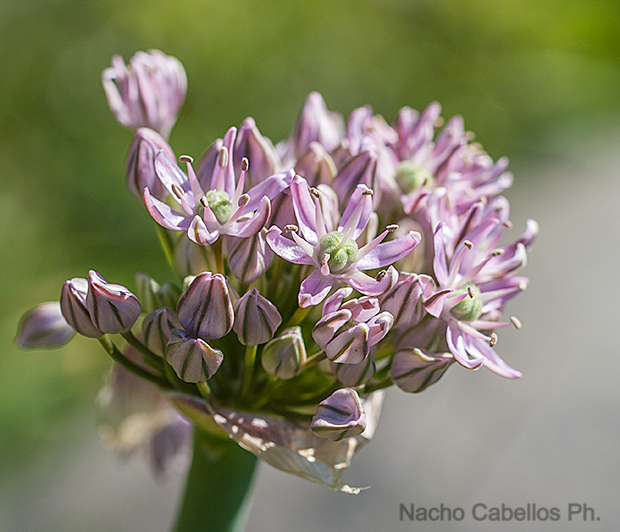 Villamayor de Calatrava. Mayo 2010.