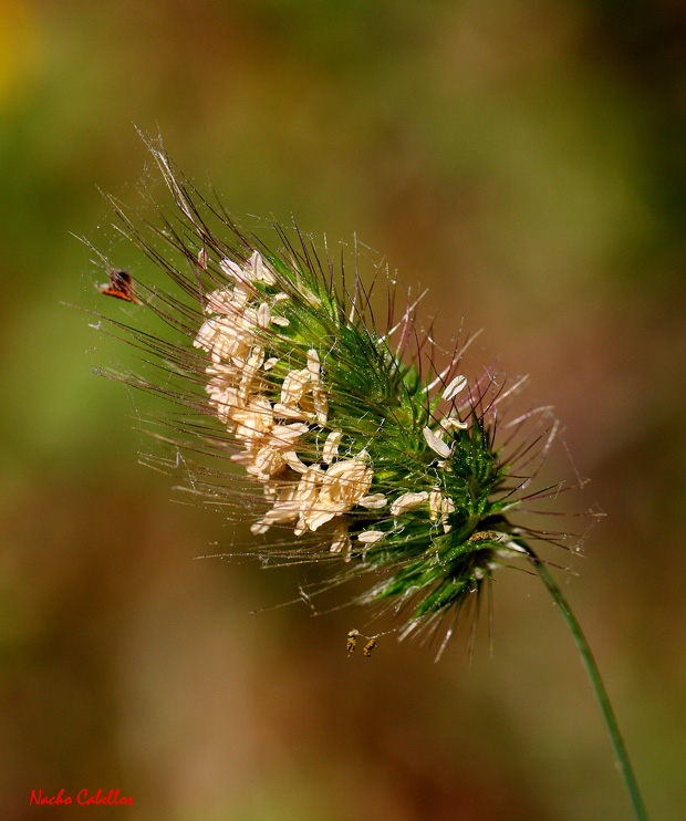 Los Pinos. Puertollano. Mayo 2010.