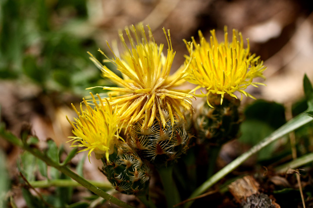 Ermita de San Isidro. Fuencaliente. Junio 2010.