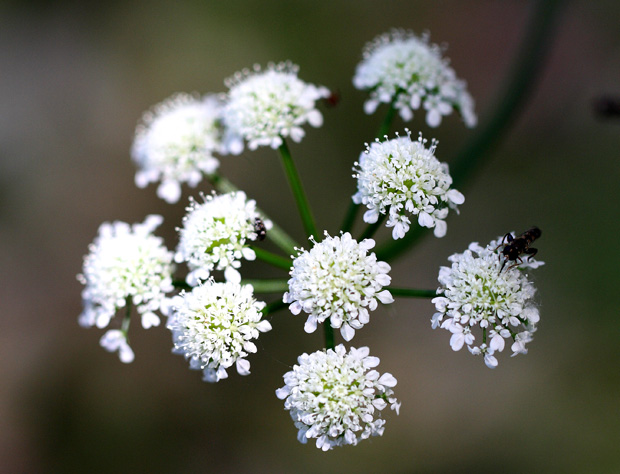 Mina de San Quintín. Junio 2010.
