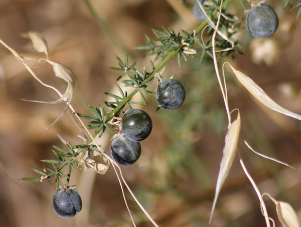 Cabezarrubias del Puerto. Octubre 2009.