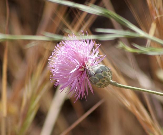 Argamasilla de Calatrava. Mayo 2009.