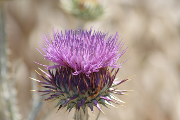 Valle de Alcudia. La Bienvenida. Mayo 2009.