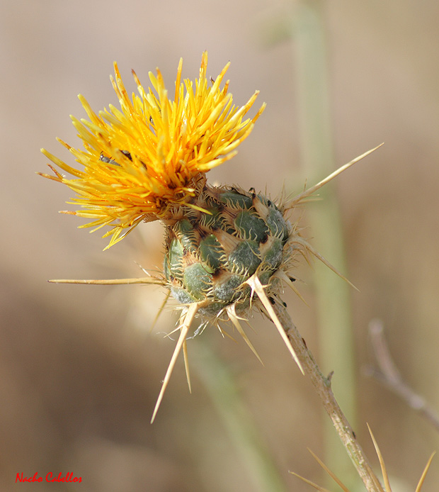 Cerro Santa Ana. Puertollano. Junio 2009.