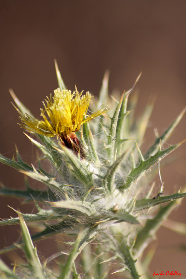 Río Tirteafuera. Argamasilla de Calatrava. Julio 2009.