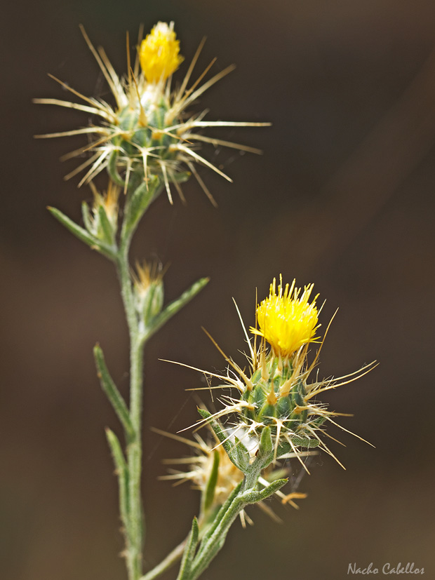 III Testing Campo de Calatrava-El Primillar. Mayo 2014.