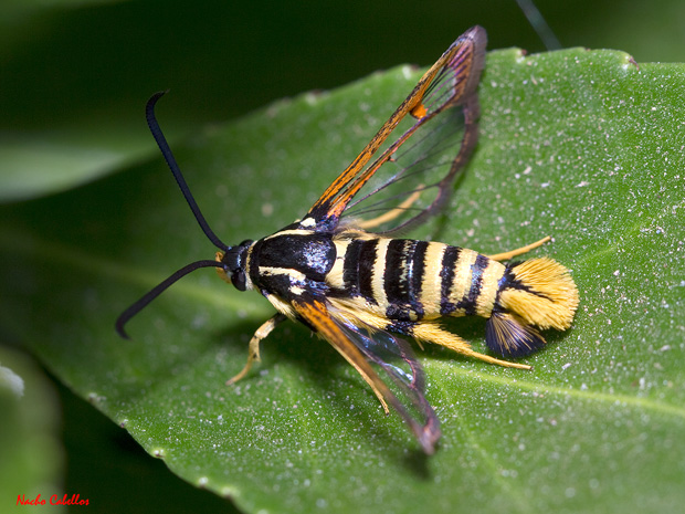 Argamasilla de Calatrava. Junio 2012.