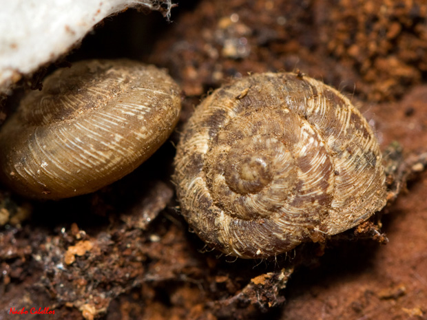 Argamasilla de Calatrava. Junio 2012.