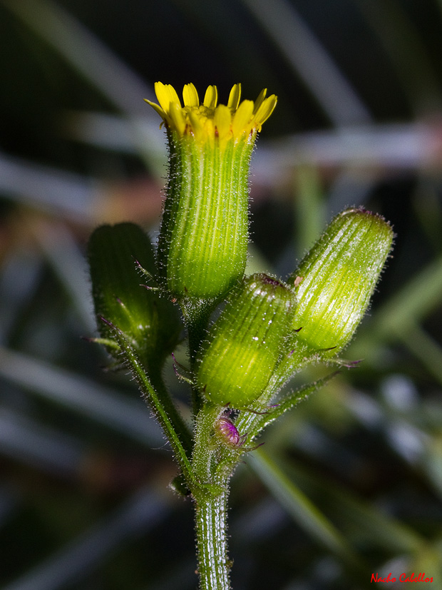 Arroyo Robledo. Fuencaliente. Abril 2011.