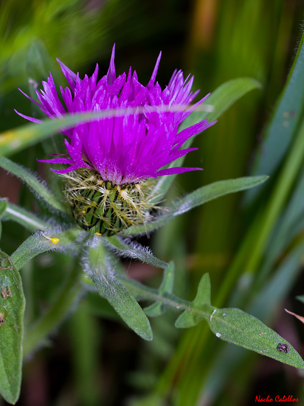Laguna de Caracuel. Mayo 2011.