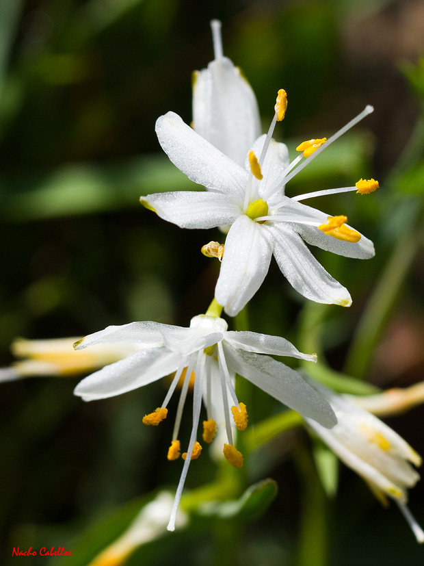 Las Lastras. Fuencaliente. Mayo 2011.