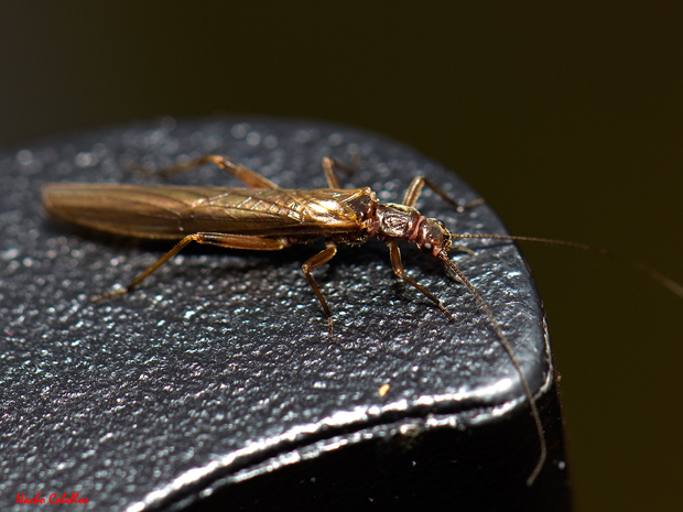 Las Lastras. Fuencaliente. Noviembre 2012.