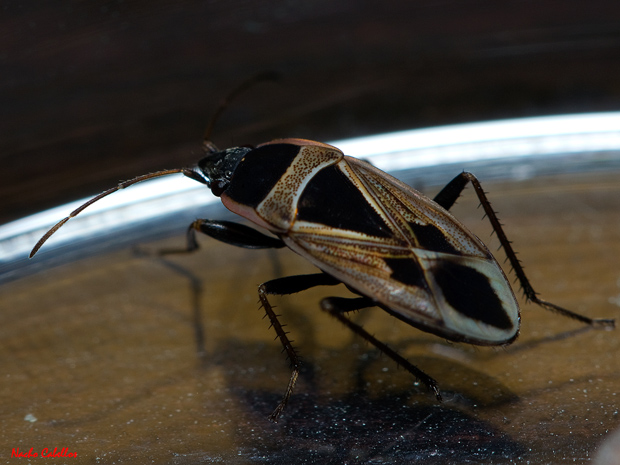 Los Pinos. Puertollano. Diciembre 2012.