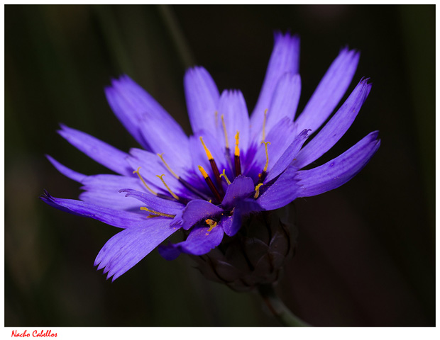 Arroyo Cereceda. Fuencaliente. Mayo 2011.