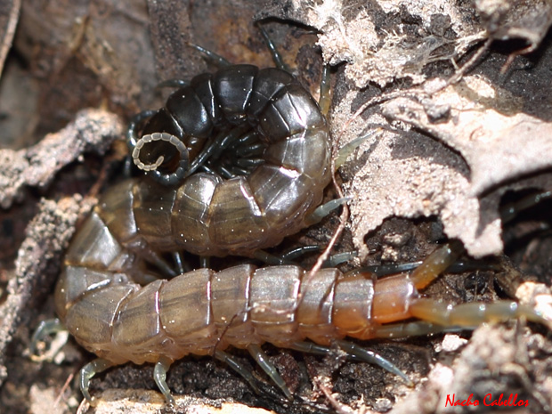 Cordel de la Alcoba. Puertollano. Marzo 2012.