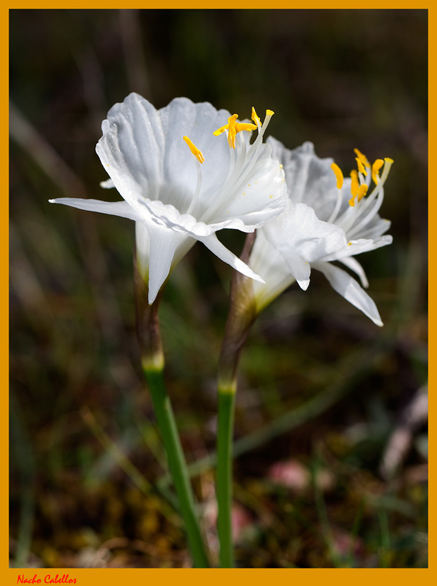 Villamayor de Calatrava. Marzo 2012.