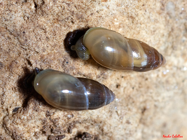 II Testing PN Tablas de Daimiel. Abril 2012.