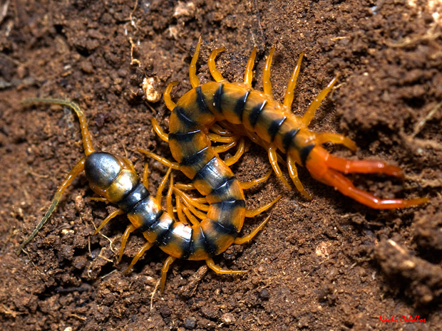 !! Testing PN Tablas de Daimiel. Abril 2012.