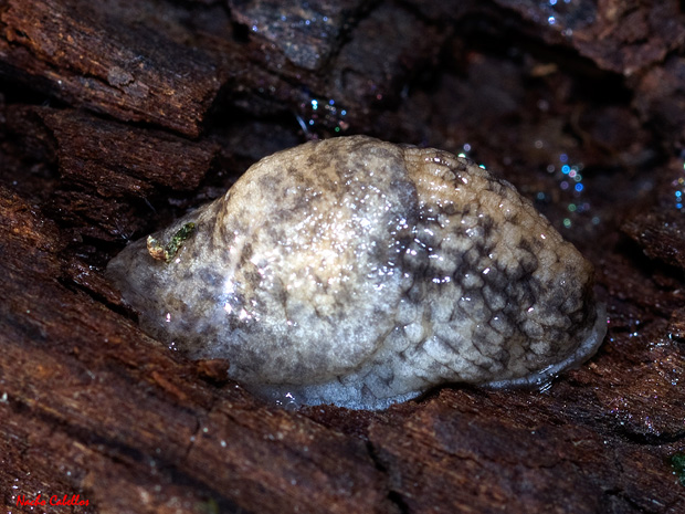 Río Cereceda. Fuencaliente. Abril 2012.