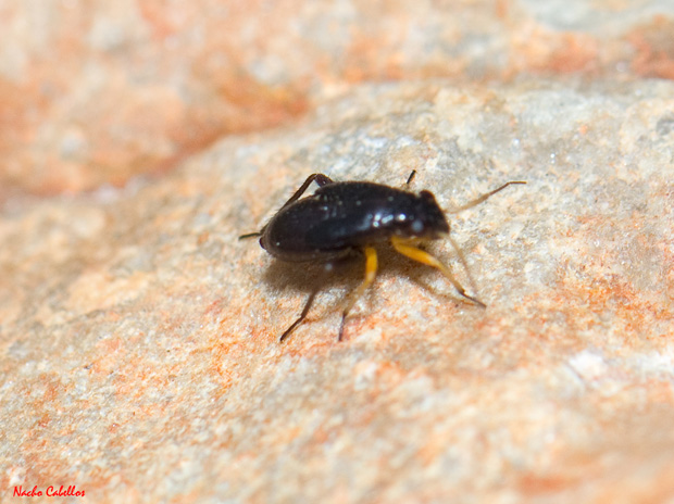 I Testing Campo de Calatrava-El Primillar. Abril 2012.