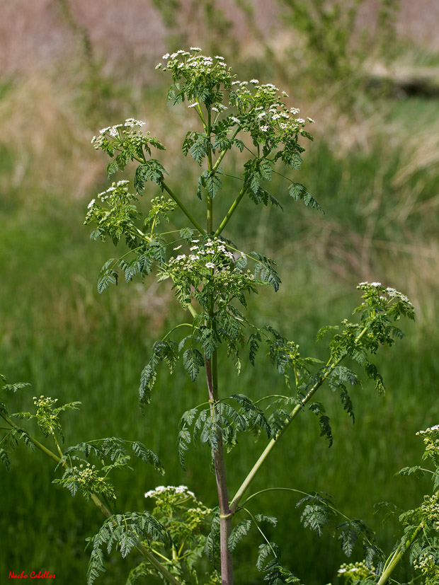I Testing El Primillar-Campo de Calatrava, Abril 2012.