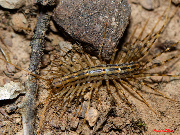 I Testing Refugio de Fauna Chico Mendes. Mayo 2012.