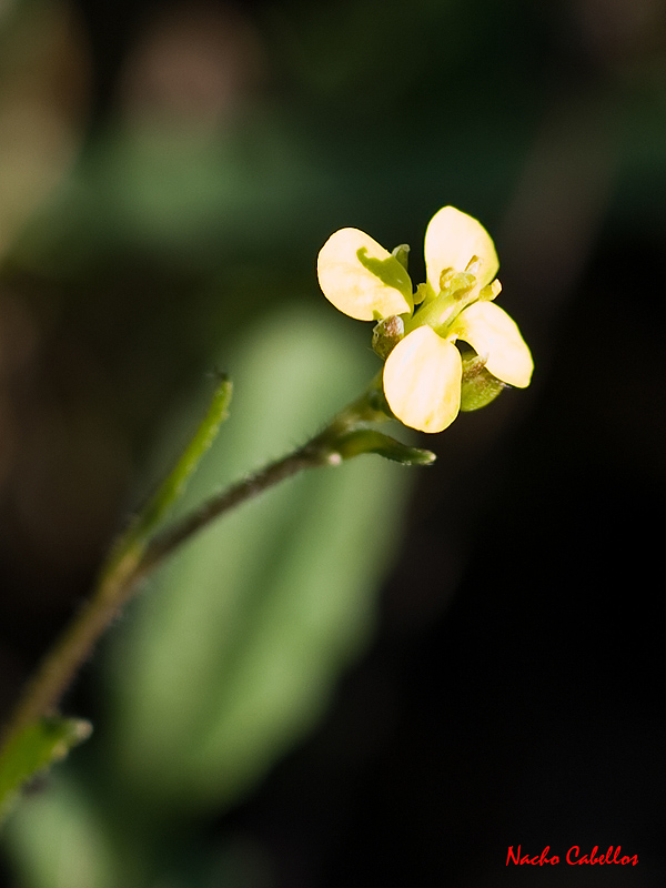 Argamasilla de Calatrava. Enero 2011.