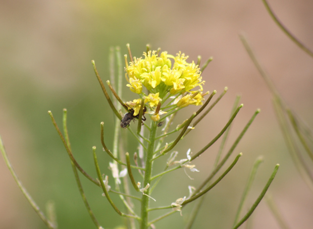 Argamasilla de Calatrava. Marzo 2009.