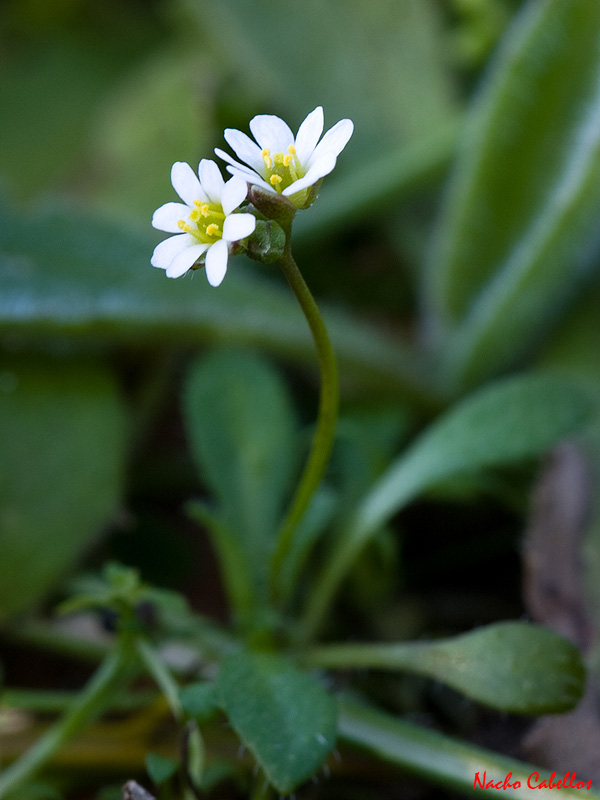 PN Tablas de Daimiel. Febreor 2011.