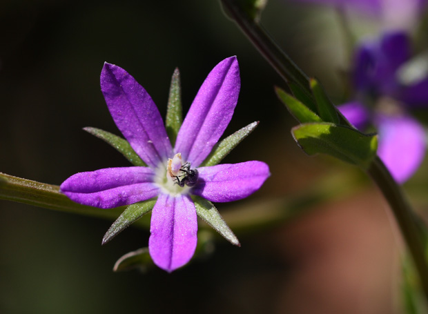 Los Pinos. Puertollano. Mayo 2010.