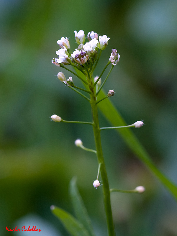 Los Pinos. Puertollano. Febrero 2011.