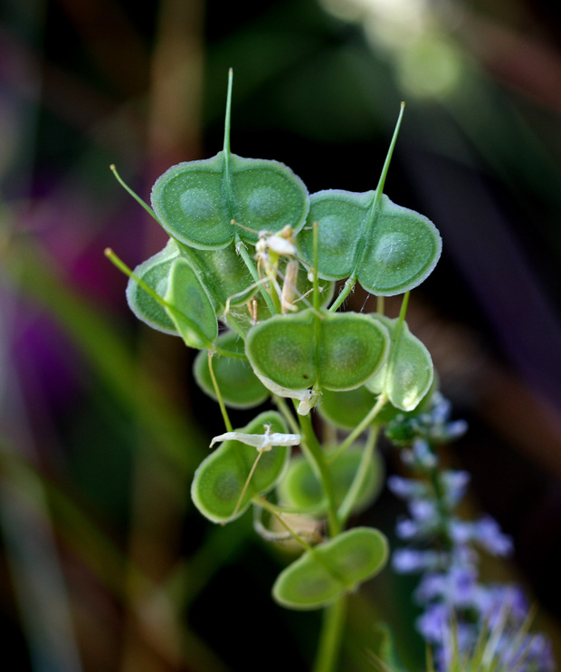 Los Pinos. Puertollano. Junio 2010.