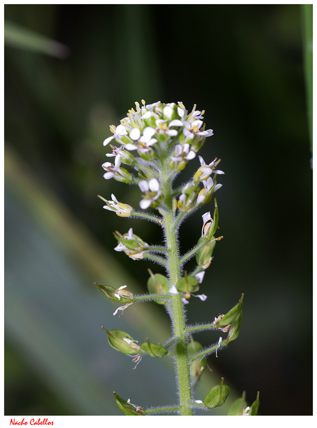 Río cereceda. Fuencaliente. Mayo 2011.