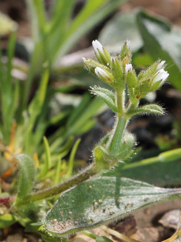 Estación de Caracollera. Abril 2012.