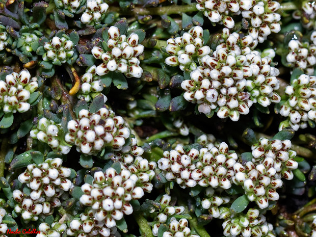 I Testing El Primillar-Campo de Calatrava. Abril 2012.