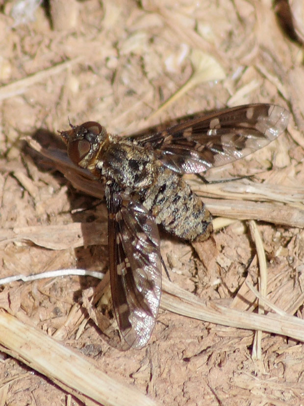 Río Jabalón. Ciudad Real. Julio 2009.