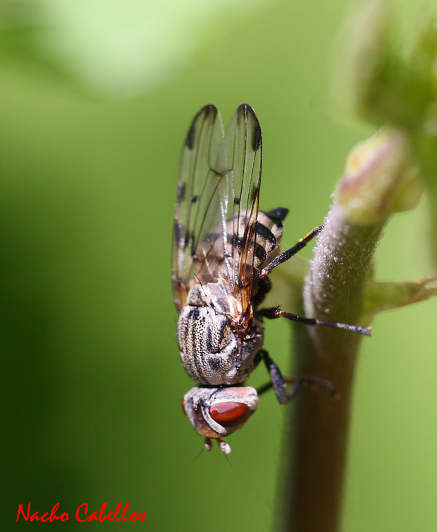 Argamasilla de Calatrava. Mayo 2010.