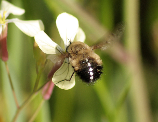 Los Pinos. Puertollano. Abril 2009.