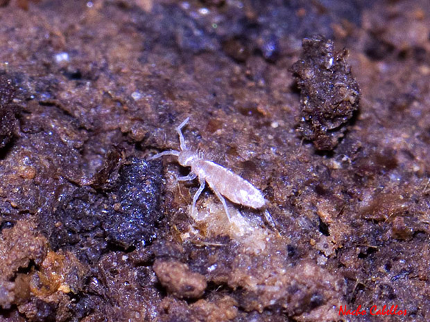 I Testing Cueva de los Muñecos. Abenójar. Febrero 2013.