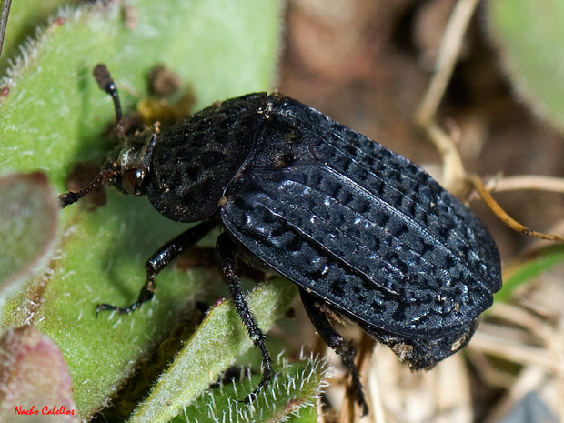 II Testing Rafugio de Fauna Chco Mendes. Marzo 2013.