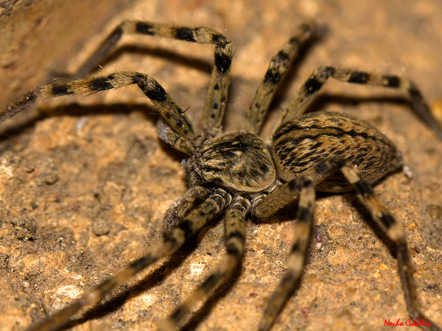 II Testing Refugio de Fauna Chico Mendes. Marzo 2013.