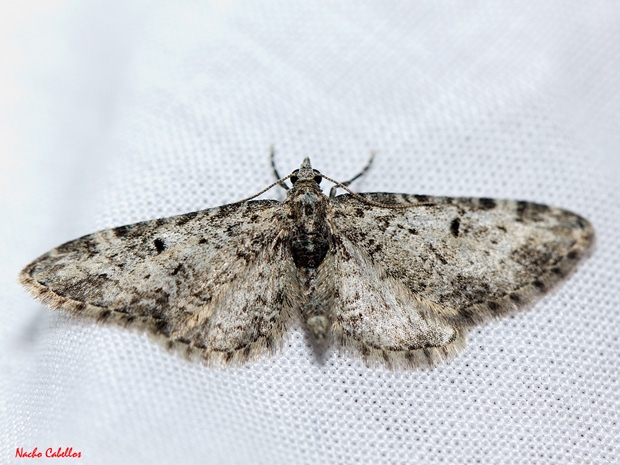 II Testing Refugio de Fauna Chico Mnedes. Castellar de Santiago. Marzo 2013.