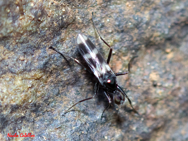 II Testing Refugio de Fauna Chico Mendes. Castellar de Santiago. Marzo 2013.