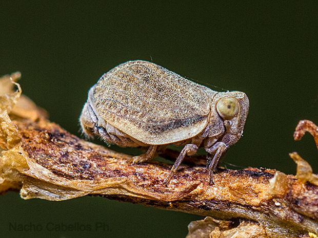 Arroyo Cereceda. Agosto 2011.