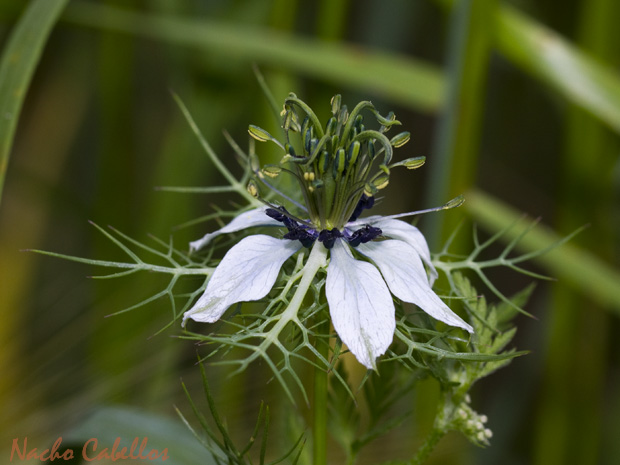 Laguna de caracuel. Mayo 2011.