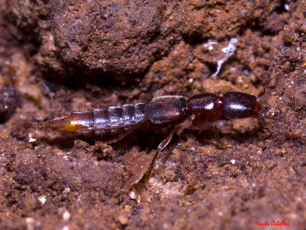 Cueva de los Muñecos. Abenójar, febrero 2013.