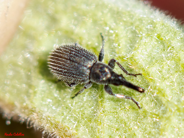 II Testing Refugio de Faina Chico Mendes. Marzo 2013.