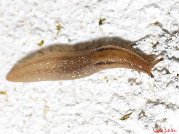 II Testing Campo de Calatrava-El Primillar. Mayo 2013.
